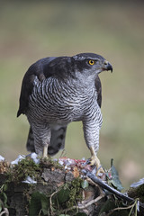 animal