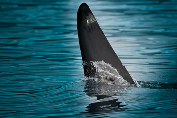 Obraz premium animal