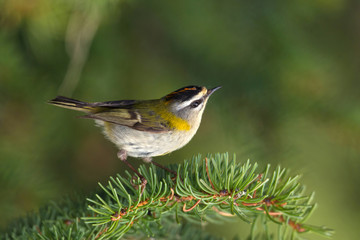 animal