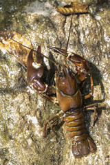 animal