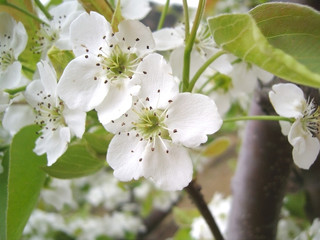 Fototapeta premium pear flowers