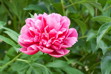  Beautiful pink peony flower in the park, floral wallpaper