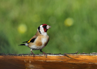 animal