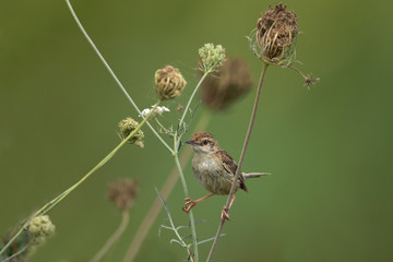 animal