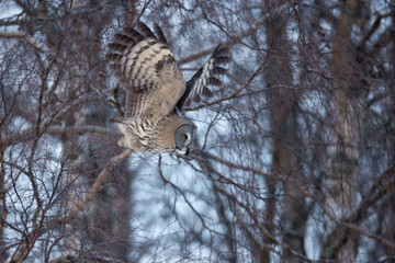animal
