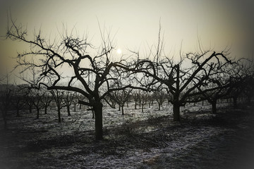 Wintermorgen in den Feldern Rheinhessens