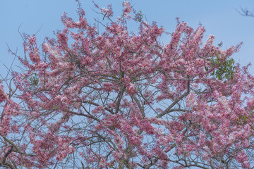 Tree of pink flower