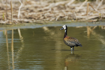 standing white-faced whistling duck