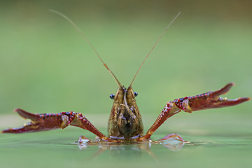 animal