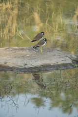 Red Wattled Lapwing