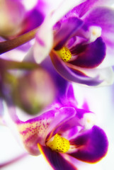 Macro image of orchid flower, captured with a small depth of field. Floristic colourful abstract background