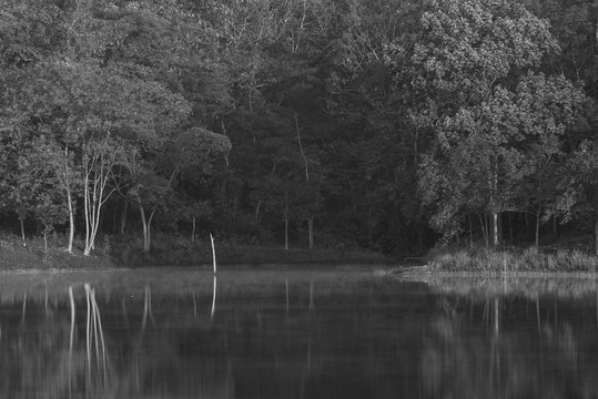 Fototapeta forest reflection on water lake, black and white