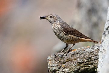 animal