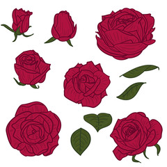 Set of red rose flowers in vintage style. Hand drawn botanical vector illustration. Floral design