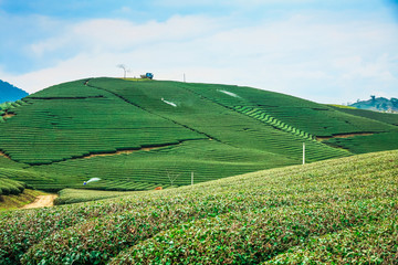 Beauty fresh green tea in sunrise, Moc Chau highland of Vietnam. Beauty highlands in sunrise landscapes.