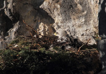 animal