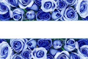 border of Beautiful fresh sweet blue rose for love romantic valentine or wedding background