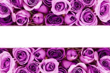 border of Beautiful fresh sweet purple rose for love romantic valentine or wedding background
