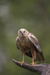 animal