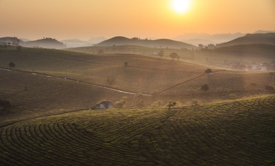 Beauty fresh green tea in sunrise, Moc Chau highland of Vietnam. Beauty highlands in sunrise landscapes.