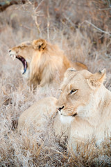 Fototapeta na wymiar Male and female lions on savannah