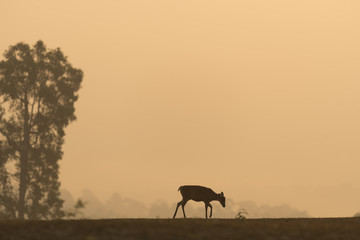 Fototapeta na wymiar barking deers in the Sunrise at Khao Yai National Park, Thailand