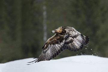 animal