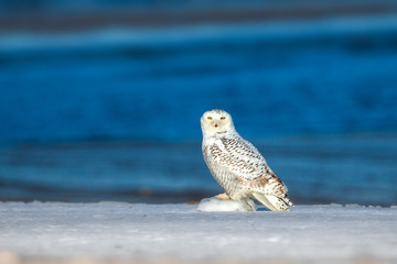 animal