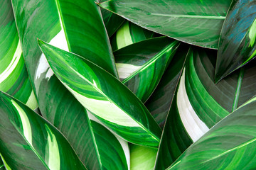 Fresh tropical Green leaves background