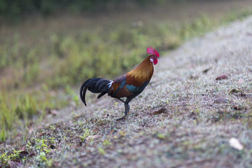 jungle fowl