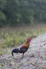 jungle fowl