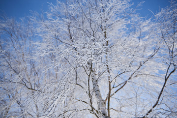 Fototapeta na wymiar Oszronione gałęzie drzewa zimą 