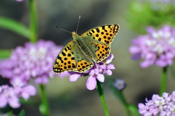 Kleiner Perlmuttfalter