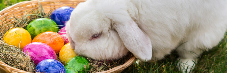 Osterhase Panorama