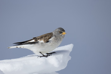 wildlife