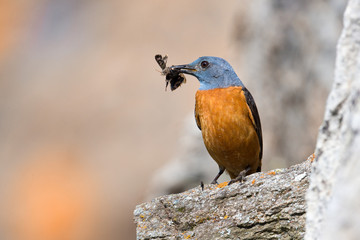 wildlife