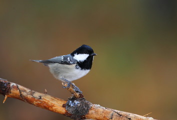 animal