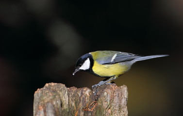 animal