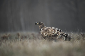 animal