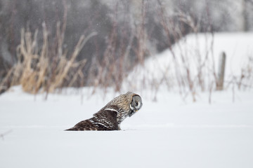 animal