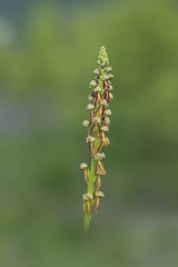 orchid