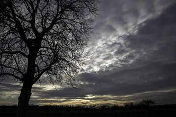 Fototapeta na wymiar Einzelner Baum im Sonnenuntergang an einem Winterabend in den Feldern Rheinhessens