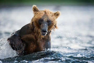 Fototapeta premium bear