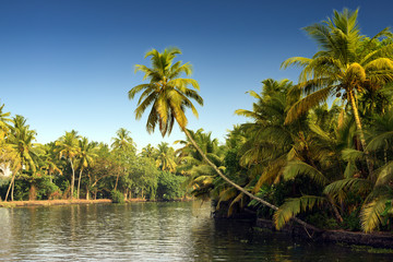 Swaying Coconut trees, backwaters landscape of Alleppey, Kerala, India - obrazy, fototapety, plakaty