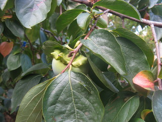 Ripening persimmon (maturing persimmon) on the persimmon tree