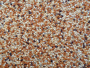 Brown, Black, White Raw Millet Closed up for Background, Texture, Pattern 
