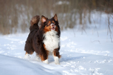 Happy dog Australian shepherd running in the snow