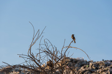 landfill site
