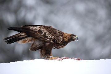 Raptor