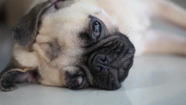 Close-up face of Cute pug puppy dog sleeping rest by chin and tongue sticking out lay down on tile floor